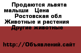 Продаются львята малыши › Цена ­ 160 000 - Ростовская обл. Животные и растения » Другие животные   